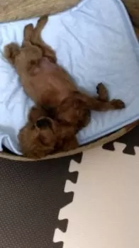 MM 様のお迎えした子犬