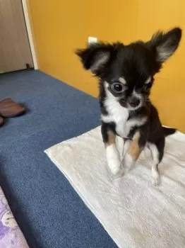 R.Y 様のお迎えした子犬