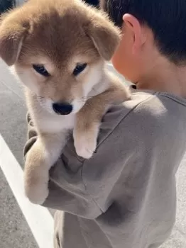 K.H 様のお迎えした子犬