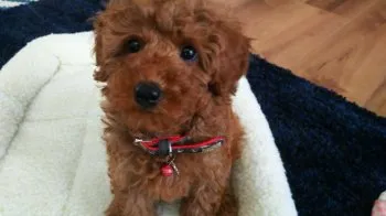 shiawase 様のお迎えした子犬