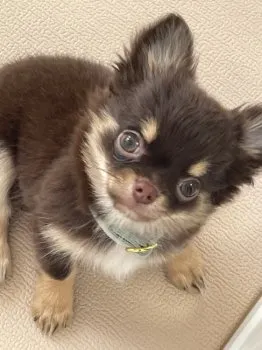 のあママ 様のお迎えした子犬
