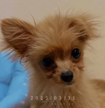 パンダ 様のお迎えした子犬