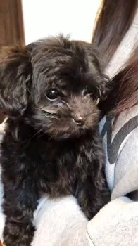 Y.S 様のお迎えした子犬