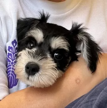 しゅぬなパパ 様のお迎えした子犬