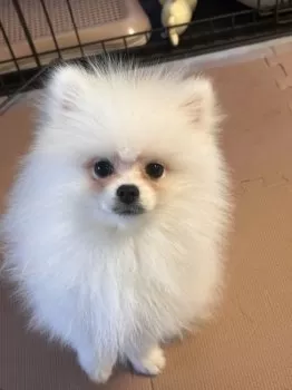 M.N 様のお迎えした子犬