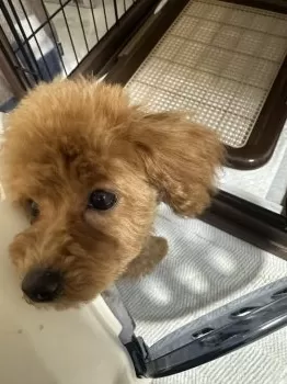 むぎ 様のお迎えした子犬