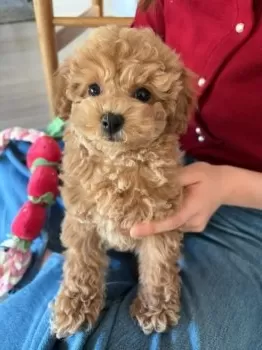 mana 様のお迎えした子犬