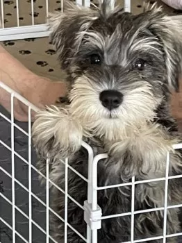 T.T 様のお迎えした子犬