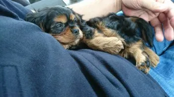 ずみ 様のお迎えした子犬