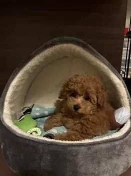 Ｍ 様のお迎えした子犬