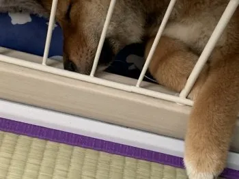 ブリコ 様のお迎えした子犬