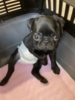 T.O 様のお迎えした子犬