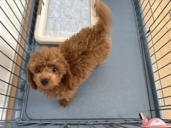 もこ 様のお迎えした子犬