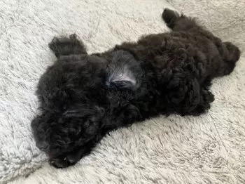 あさ 様のお迎えした子犬
