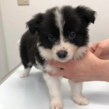 E.H 様のお迎えした子犬