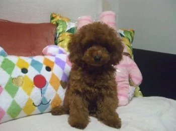 Tぷ～ 様のお迎えした子犬