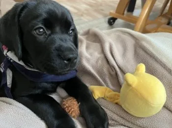 あっちゃん 様のお迎えした子犬