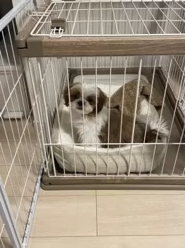 S.H 様のお迎えした子犬