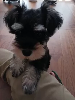 ミナ 様のお迎えした子犬