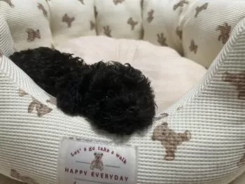 Y.Y 様のお迎えした子犬