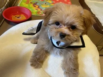 R 様のお迎えした子犬