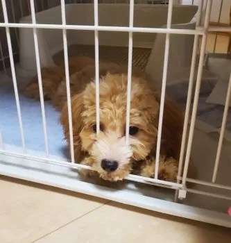 S.K 様のお迎えした子犬