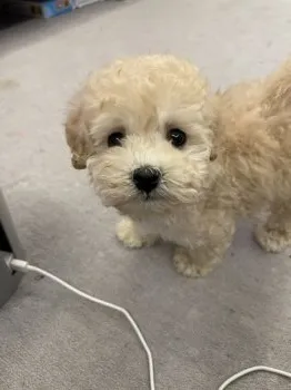 サイ 様のお迎えした子犬