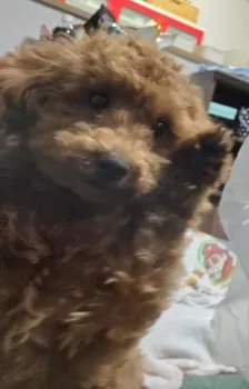 J.S 様のお迎えした子犬