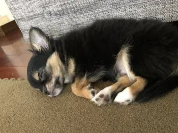 K.T 様のお迎えした子犬