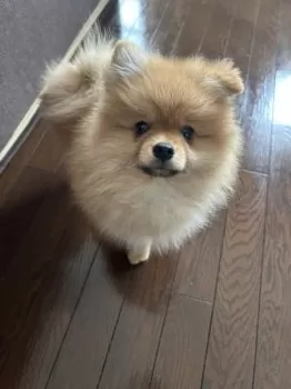 N.M 様のお迎えした子犬