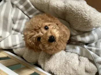 パリス 様のお迎えした子犬