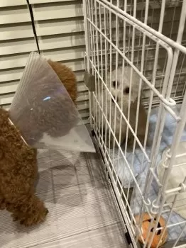 H.M 様のお迎えした子犬