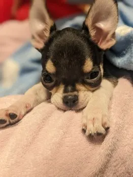 T.N 様のお迎えした子犬