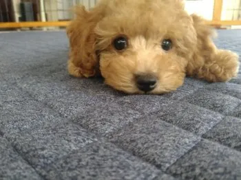 ありがとう 様のお迎えした子犬