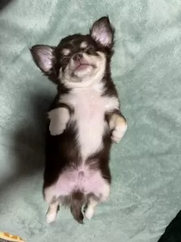 Y 様のお迎えした子犬