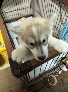 M.Ｉ 様のお迎えした子犬