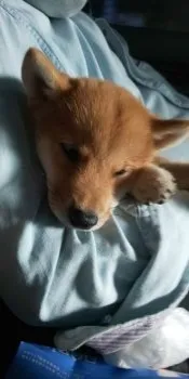 チョビ 様のお迎えした子犬