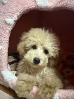 しもやん 様のお迎えした子犬