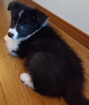 Y.T 様のお迎えした子犬