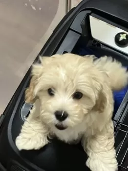兵庫県T.T 様のお迎えした子犬
