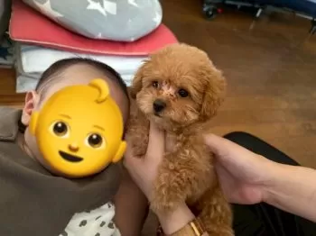 WA 様のお迎えした子犬
