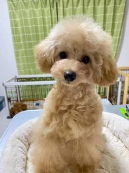 えりるん 様のお迎えした子犬