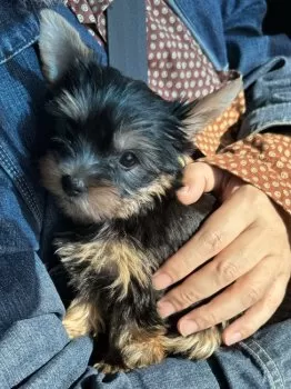 ゴン 様のお迎えした子犬