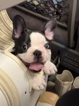 K.M 様のお迎えした子犬