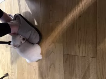 Y.I 様のお迎えした子犬