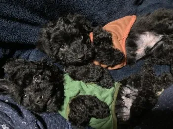 アルト&エルモ 様のお迎えした子犬