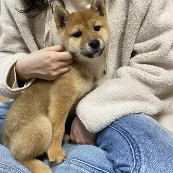 ボタン 様のお迎えした子犬