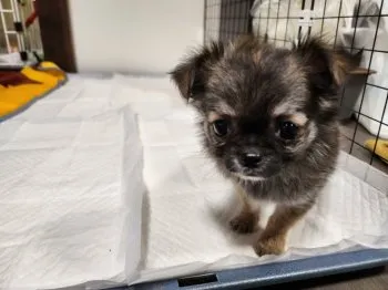 S.K 様のお迎えした子犬