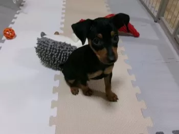 　おが 様のお迎えした子犬