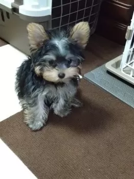 Y.T 様のお迎えした子犬